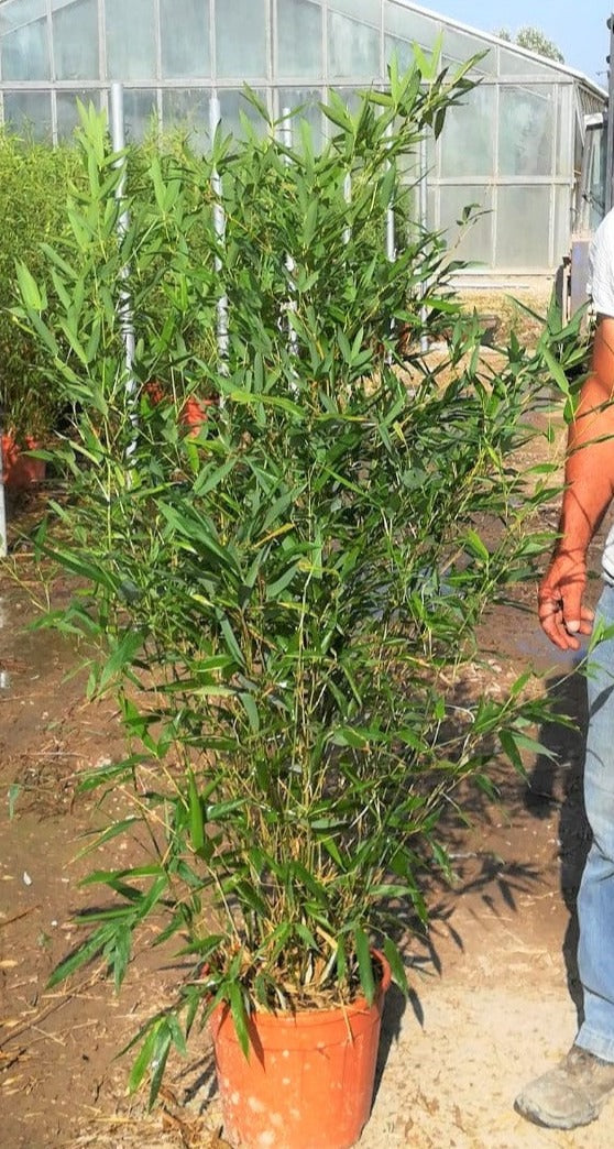 Phyllostachys Bissetii Clt 12 H 125 - 150 Cm - Hedging - Windyridge Garden Centre