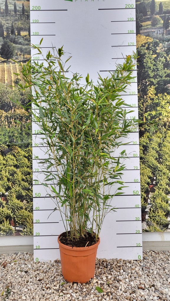 PHYLLOSTACHYS BISSETII CLT 10 H 100 - 150 CM