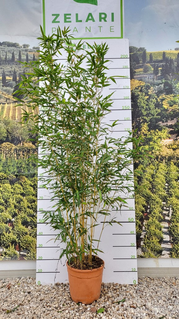 Phyllostachys Aureos. 'Spectabilis' Clt 12 Vaso Rosso H 150 - 200 Cm - Hedging - Windyridge Garden Centre