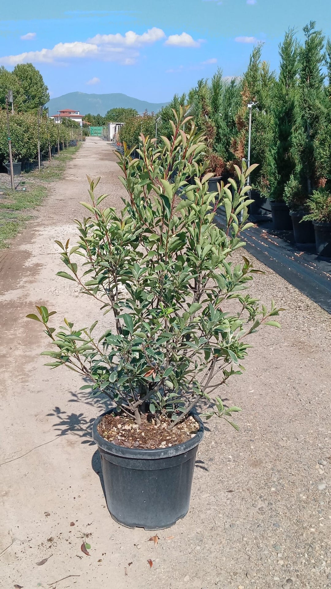 Photinia Serr. Red Robin 100 - 125 Cm - Hedging - Windyridge Garden Centre