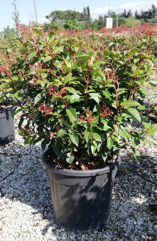 VIBURNUM TINUS EVE PRICE CLT 30 / 35 H 80 - 125 CM