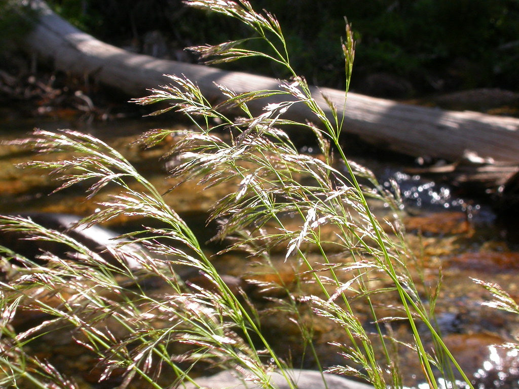 Deschampsia Cespitosa - Herbaceous - Windyridge Garden Centre