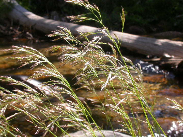 Deschampsia Cespitosa - Herbaceous - Windyridge Garden Centre