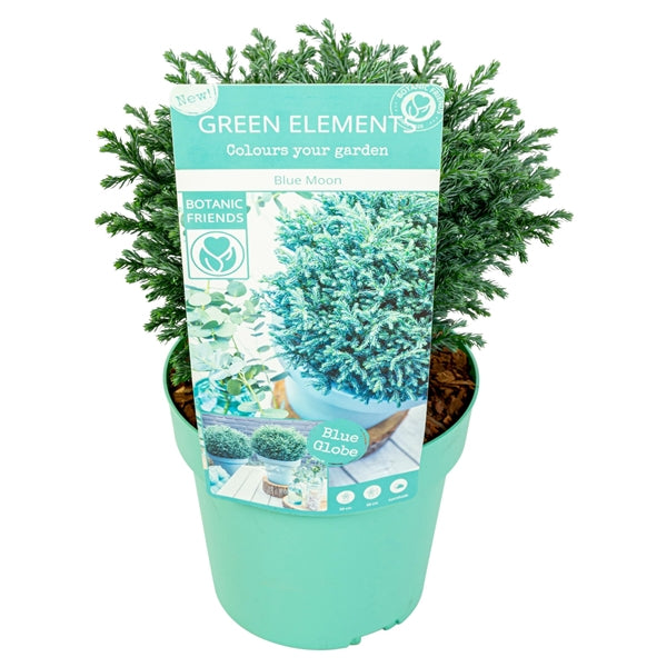 Chamaecyparis pisifera Blue Moon
