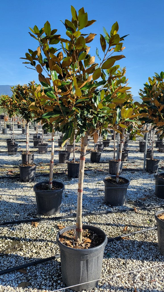 Magnolia Grand. Little Gem Clt 30   Circ. Tr. 08 + Cm  1/2 Std - Shrubs - Windyridge Garden Centre