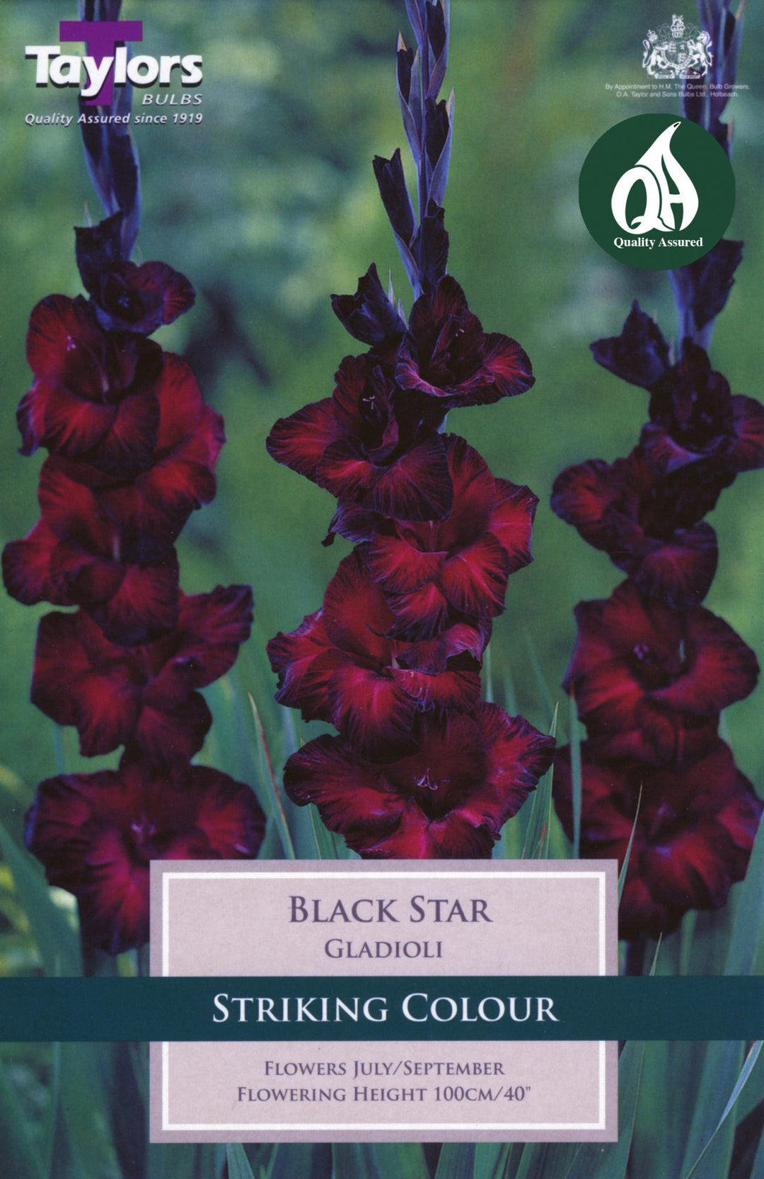 10 GLADIOLI BLACK STAR 10-12