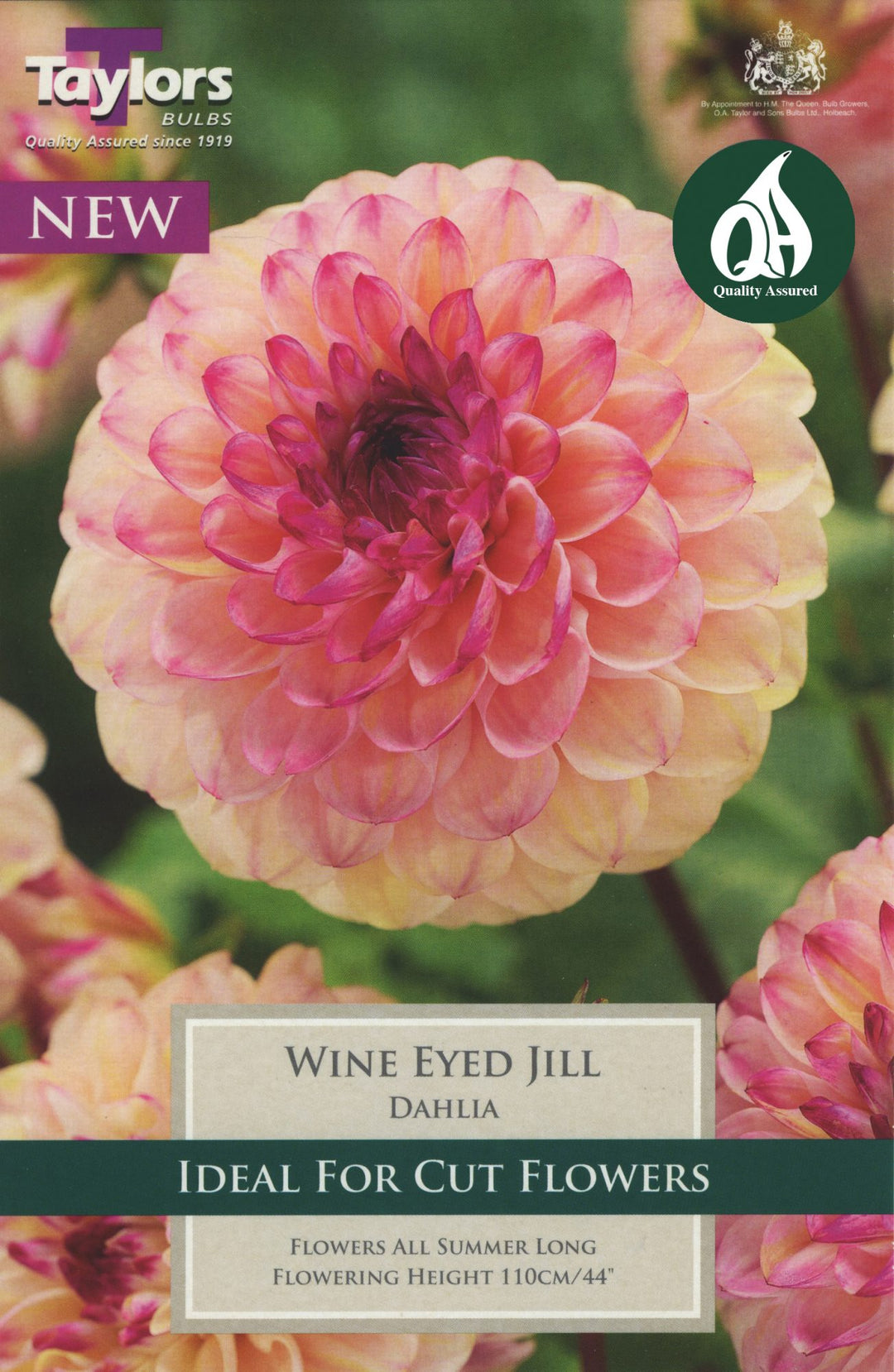 DAHLIA WINE EYED JILL X 1