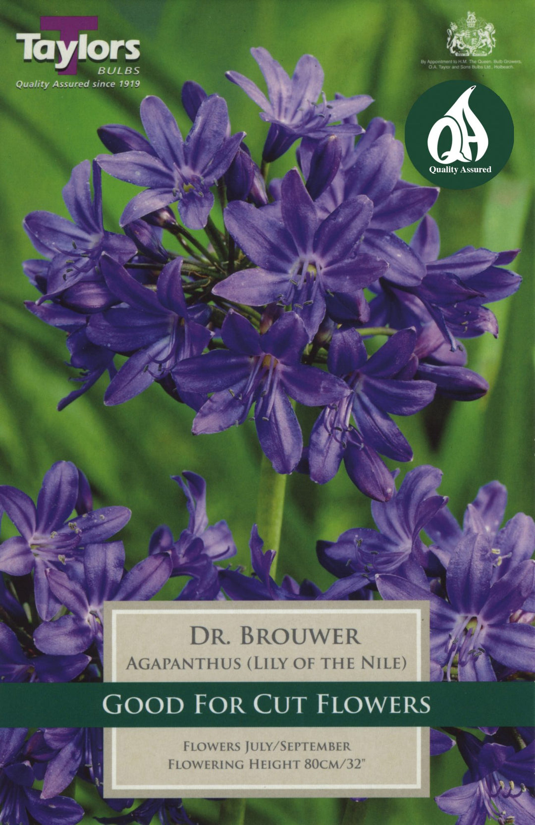 AGAPANTHUS DR. BROUWER 1