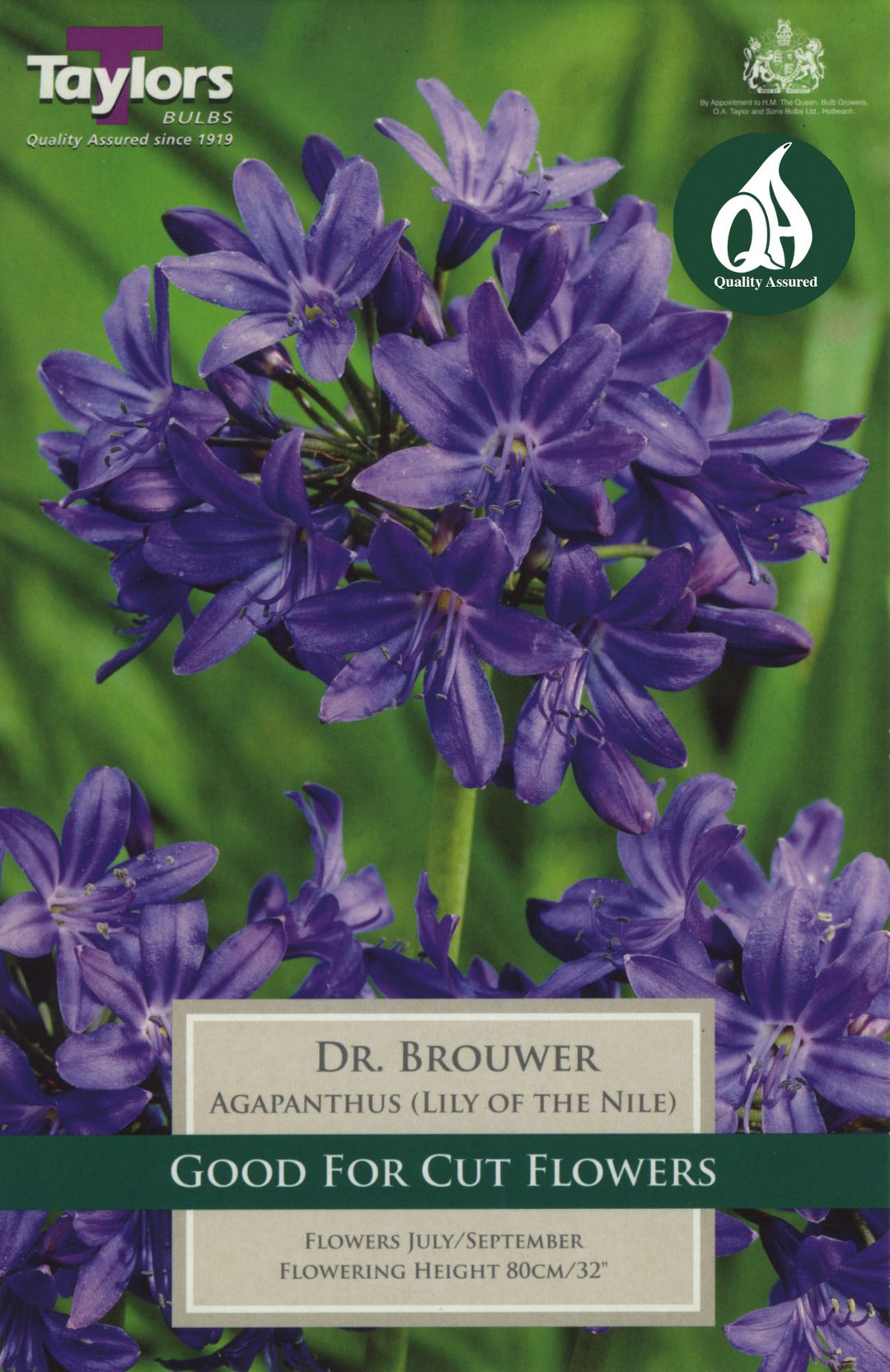 AGAPANTHUS DR. BROUWER 1-2 EYES X 1