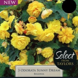 BEGONIA ODORATA SUNNY DREAM x 3