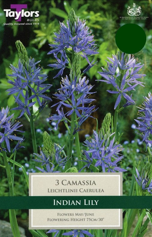 CAMASSIA LEICHTLINII CAERULEA