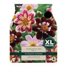 3 Dahlia Collerette Mxd I - Bulbs - Windyridge Garden Centre