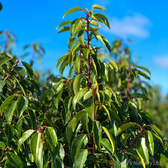 Prunus l. Angustifolia