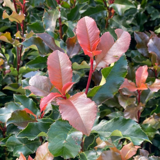 Photinia Serr. Magical Volcano Clt 10 H 80 - 100 Cm - Hedging - Windyridge Garden Centre