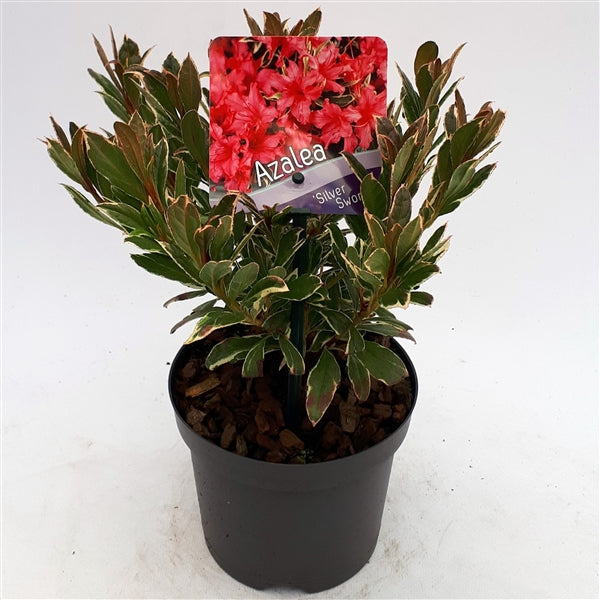 Azalea (J) Silver Sword - Shrubs - Windyridge Garden Centre