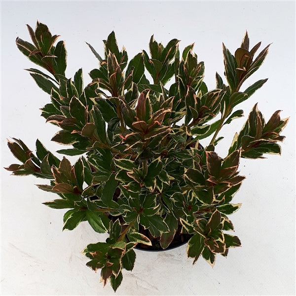 Azalea (J) Silver Sword - Shrubs - Windyridge Garden Centre