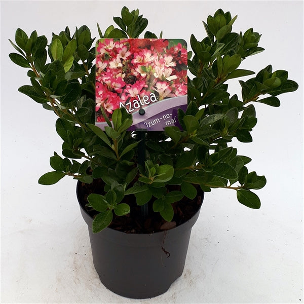 Azalea  Izum-no-mai