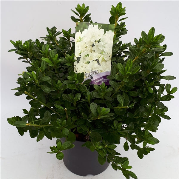 Azalea (J) Pleasant White - Shrubs - Windyridge Garden Centre