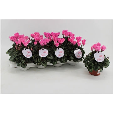 Cyclamen Cerise 10.5cm