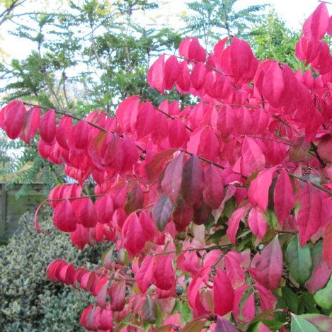 Euonymus Alatus Compactus