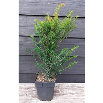 Taxus baccata