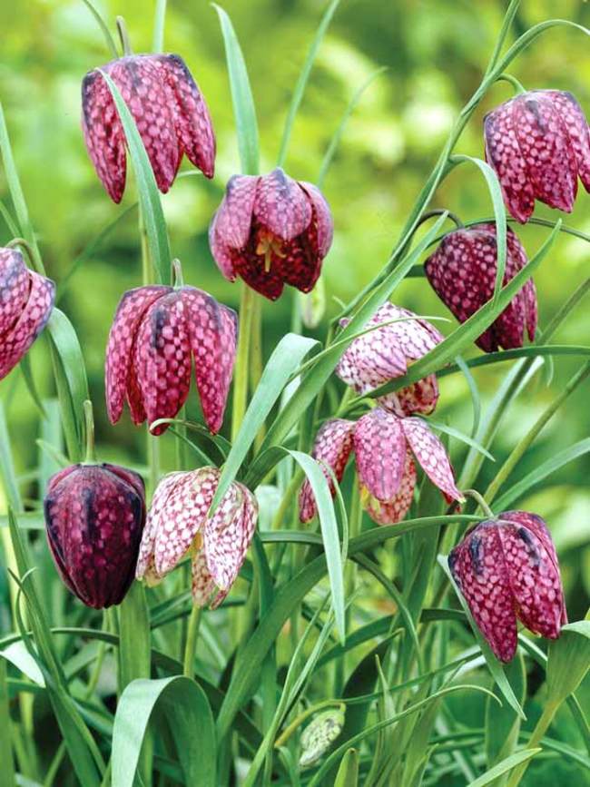 FRITILLARIA MELEAGRIS 25