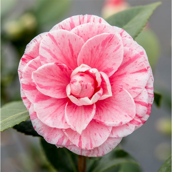 Camellia Jap Bonomiana