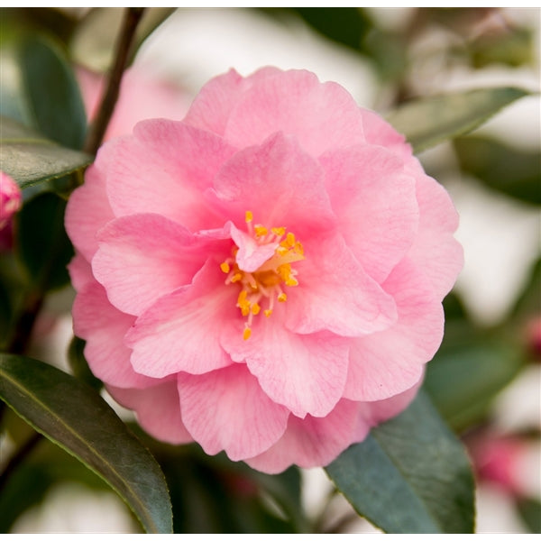 Camellia jap. Spring Festival