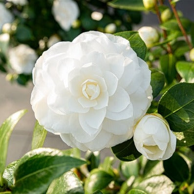 Camellia jap. Nuccios Gem