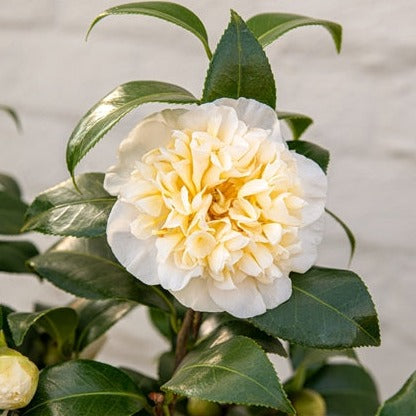 Camellia Wil. Jurys Yellow - Shrubs - Windyridge Garden Centre