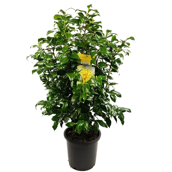 Camellia Wil. Jurys Yellow - Shrubs - Windyridge Garden Centre
