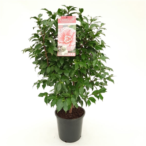 Camellia Jap. Bonomiana - Shrubs - Windyridge Garden Centre