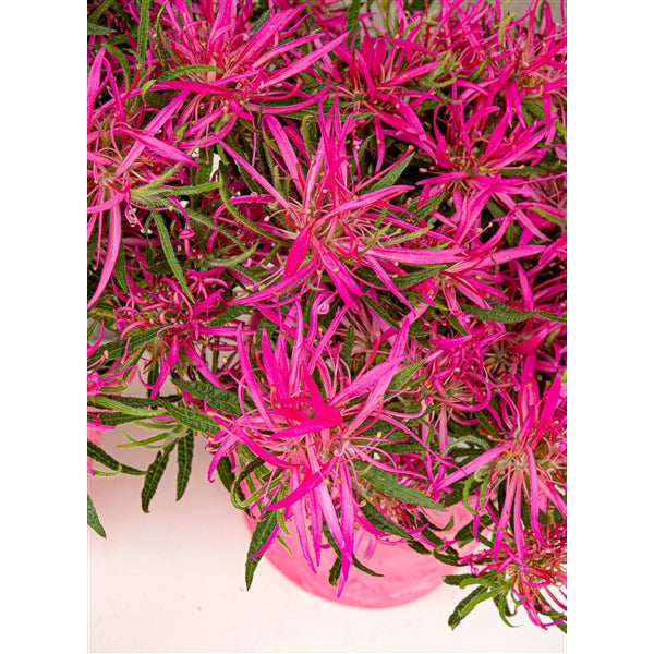 Azalea StarStyle Pink