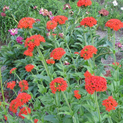 Lychnis chal. Red