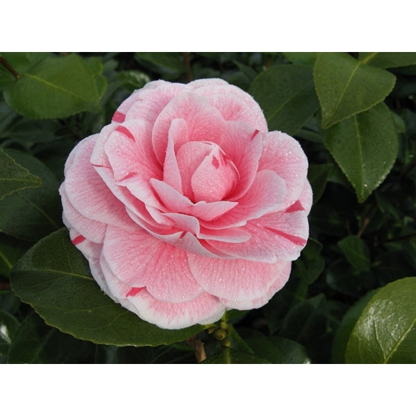 Camellia Jap. Bonomiana - Shrubs - Windyridge Garden Centre