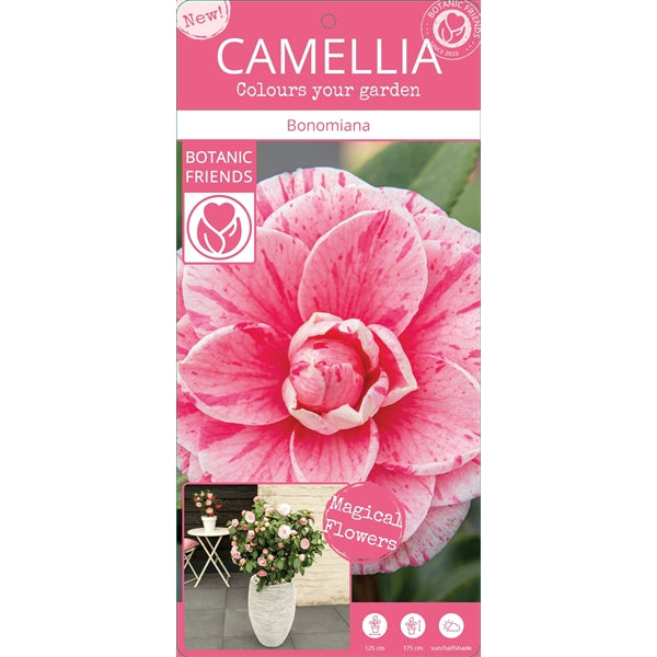 Camellia Jap. Bonomiana - Shrubs - Windyridge Garden Centre