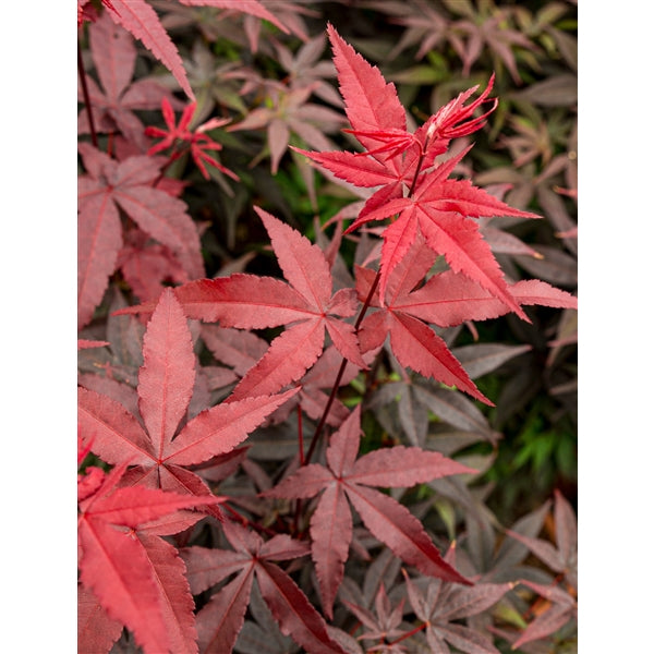 Acer palm. Twomblys red Sentinel