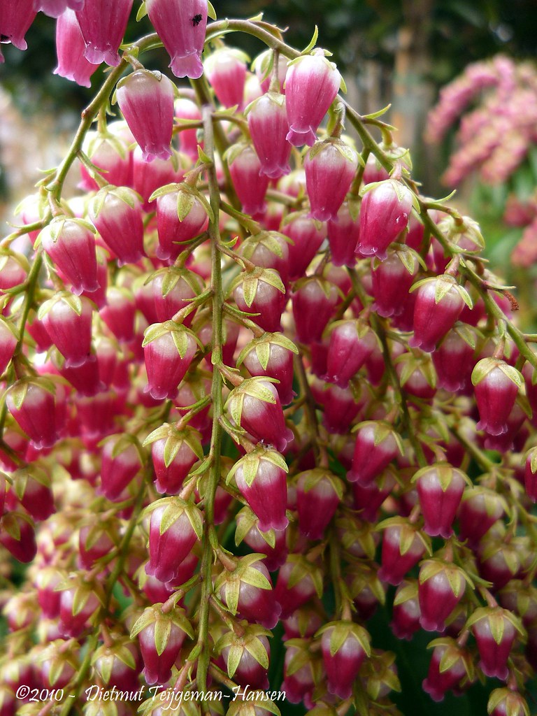 Pieris jap. Valley Valentine