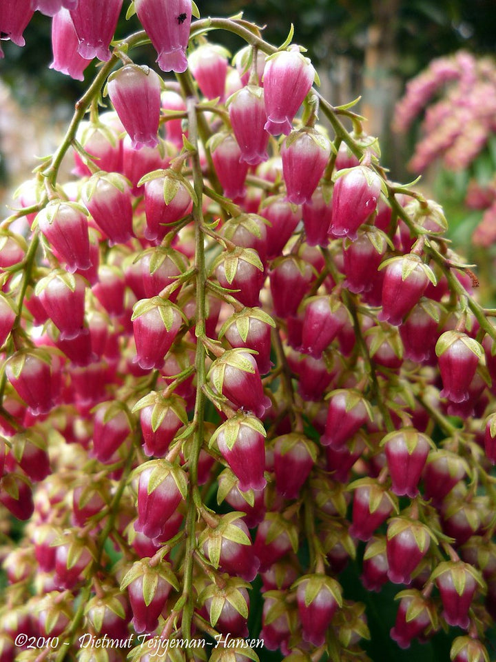 Pieris jap. Valley Valentine