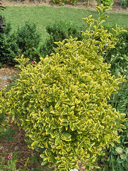 Euonymus-jap.-Gold-Queen-Planted