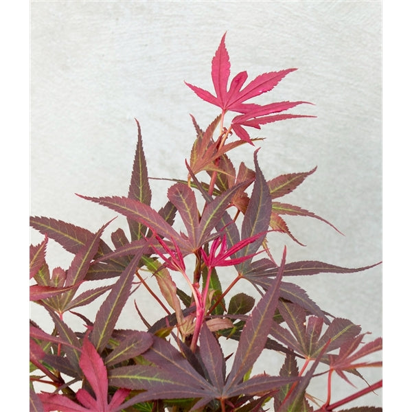 Acer Palmatum Shaina - Trees - Windyridge Garden Centre