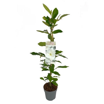 Michelia Fairy Magnolia White - Shrubs - Windyridge Garden Centre