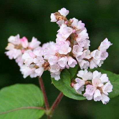 Viburnum burkw. Anne Russell  50-60 CM C5