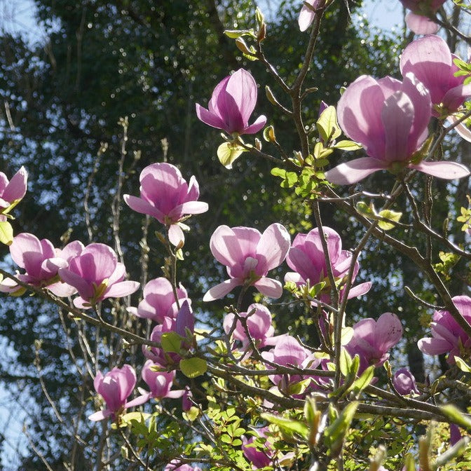 Magnolia Soulangeana - Shrubs - Windyridge Garden Centre