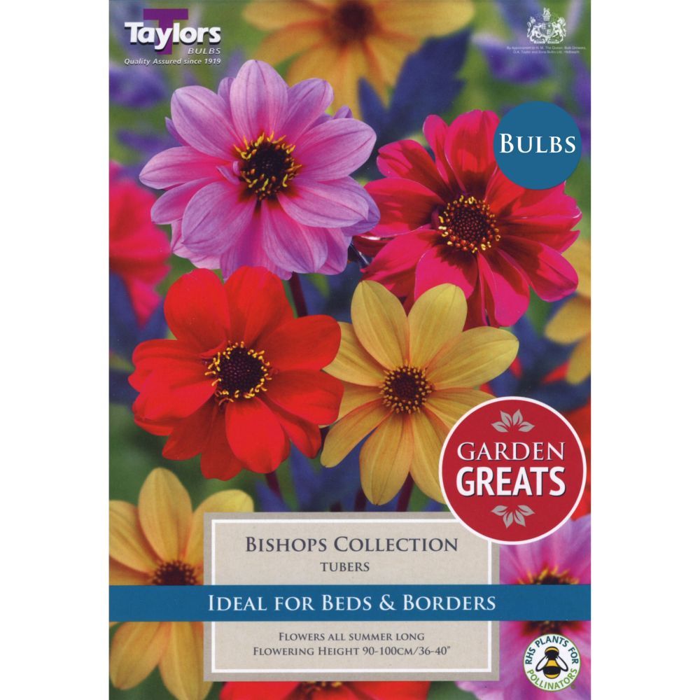 DAHLIA BISHOPS COLLECTION X 4