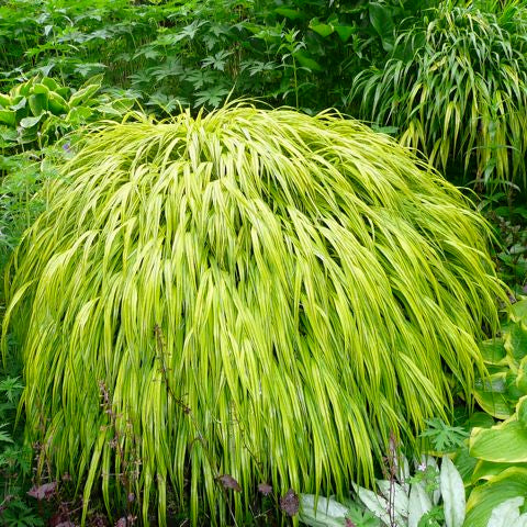 Hakonechola Macra Aureola - Herbaceous - Windyridge Garden Centre