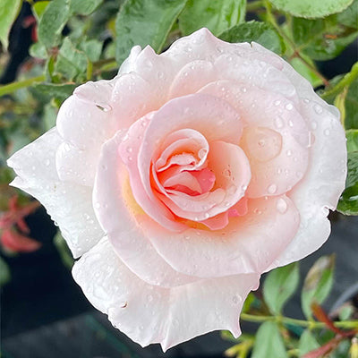 ROSA H Congratulations Hybrid Tea