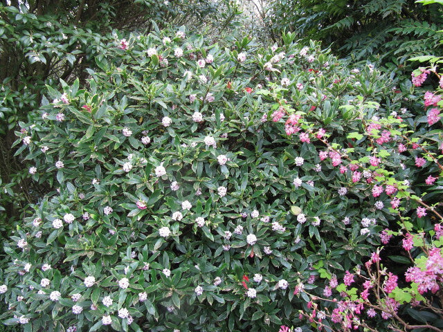 Daphne odora Aureomarginata  2 Ltr pot