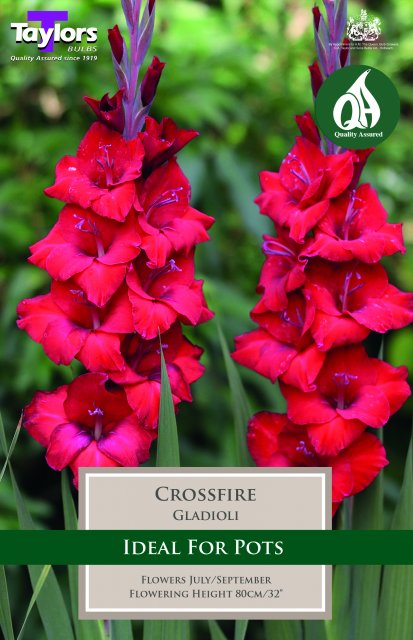 10 GLADIOLI CROSSFIRE 10-12