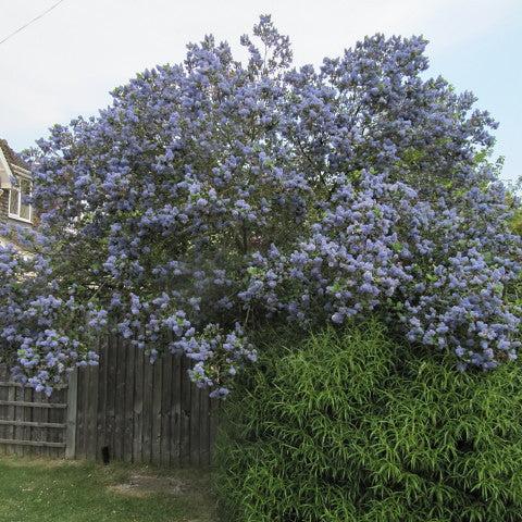 Ceanothus Arboreus Trewithen Blue - Shrubs - Windyridge Garden Centre